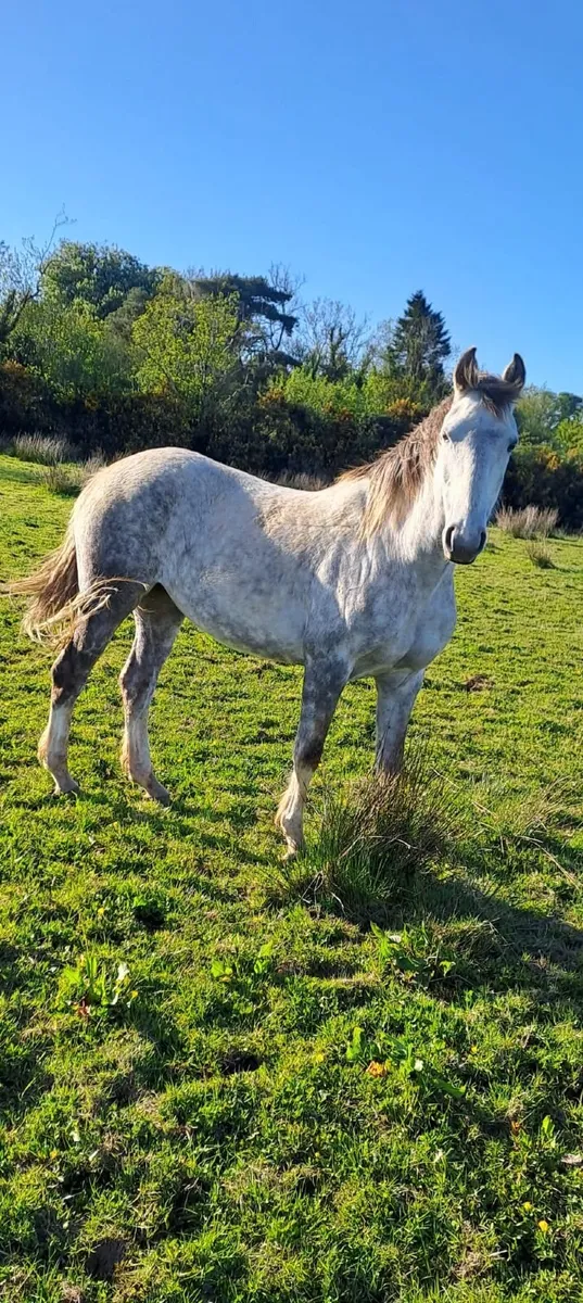 Horses