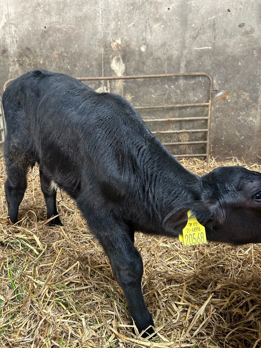 2 Aberdeen Angus bull calves - Image 1