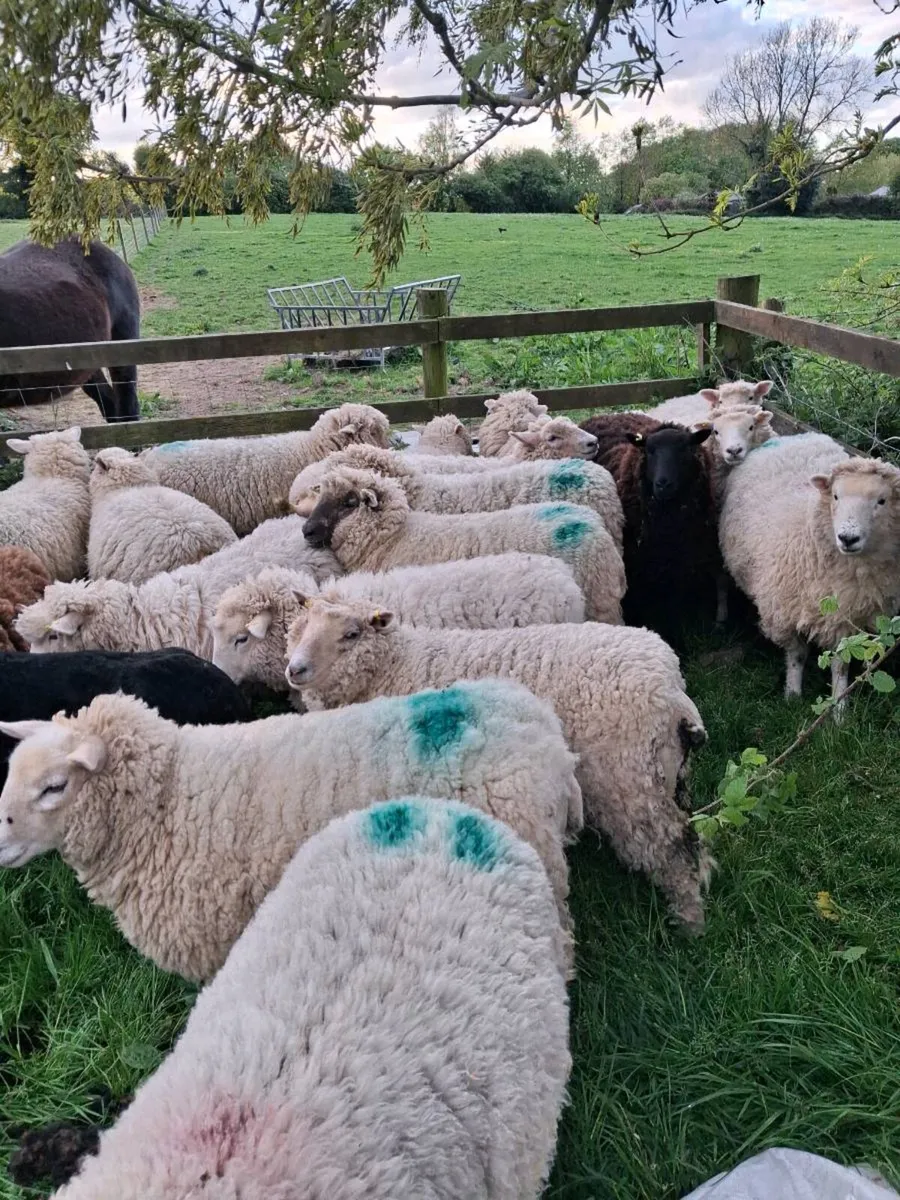 Dorset x Hoggets - Image 2