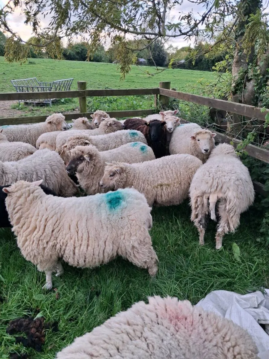 Dorset x Hoggets - Image 3