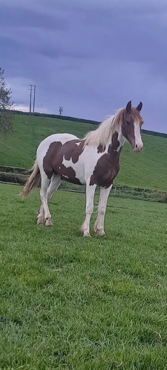 Pony