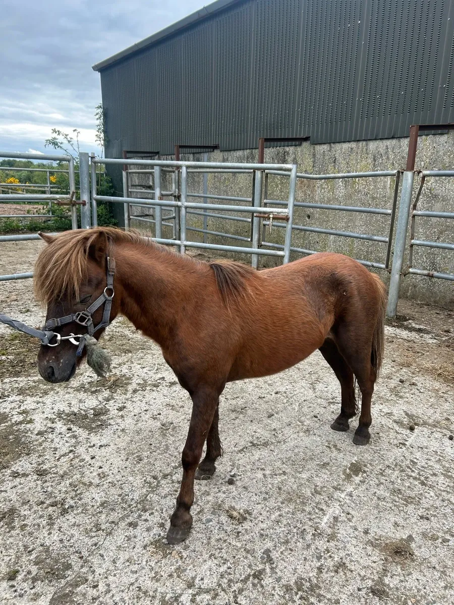 Teaser Pony - Image 1