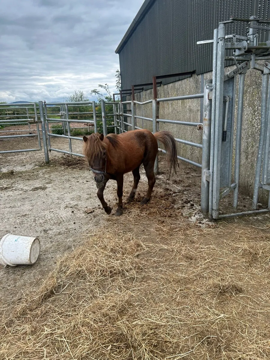 Teaser Pony - Image 4