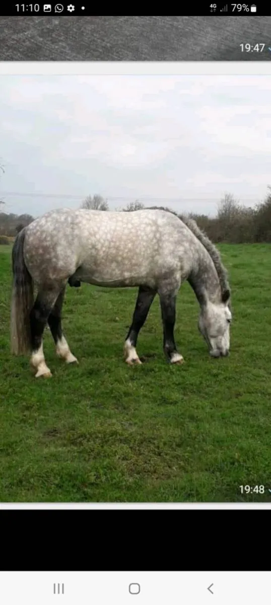C1 RID AT STUD - Image 2