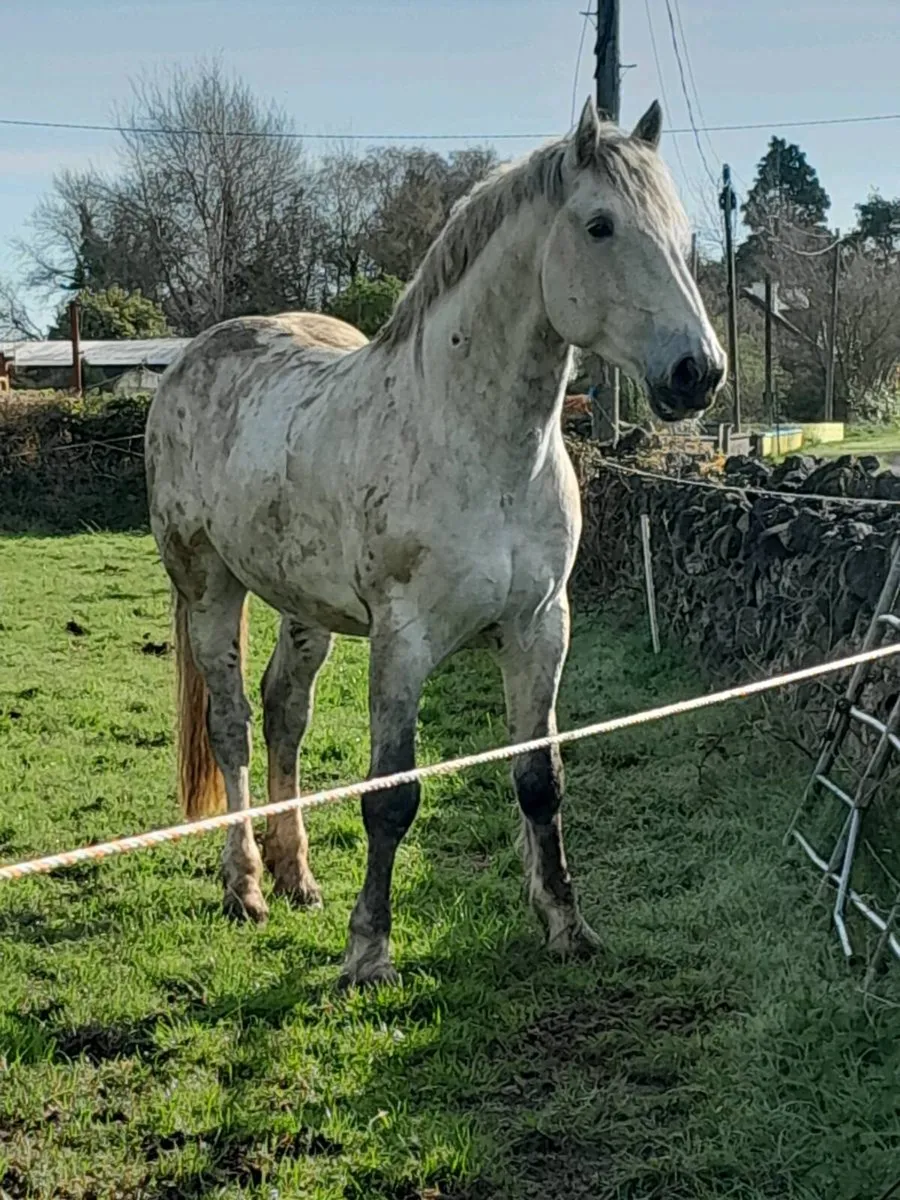 C1 RID AT STUD - Image 3