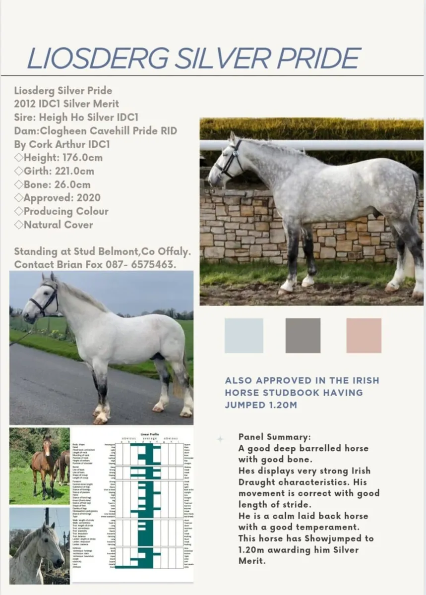 C1 RID AT STUD - Image 4