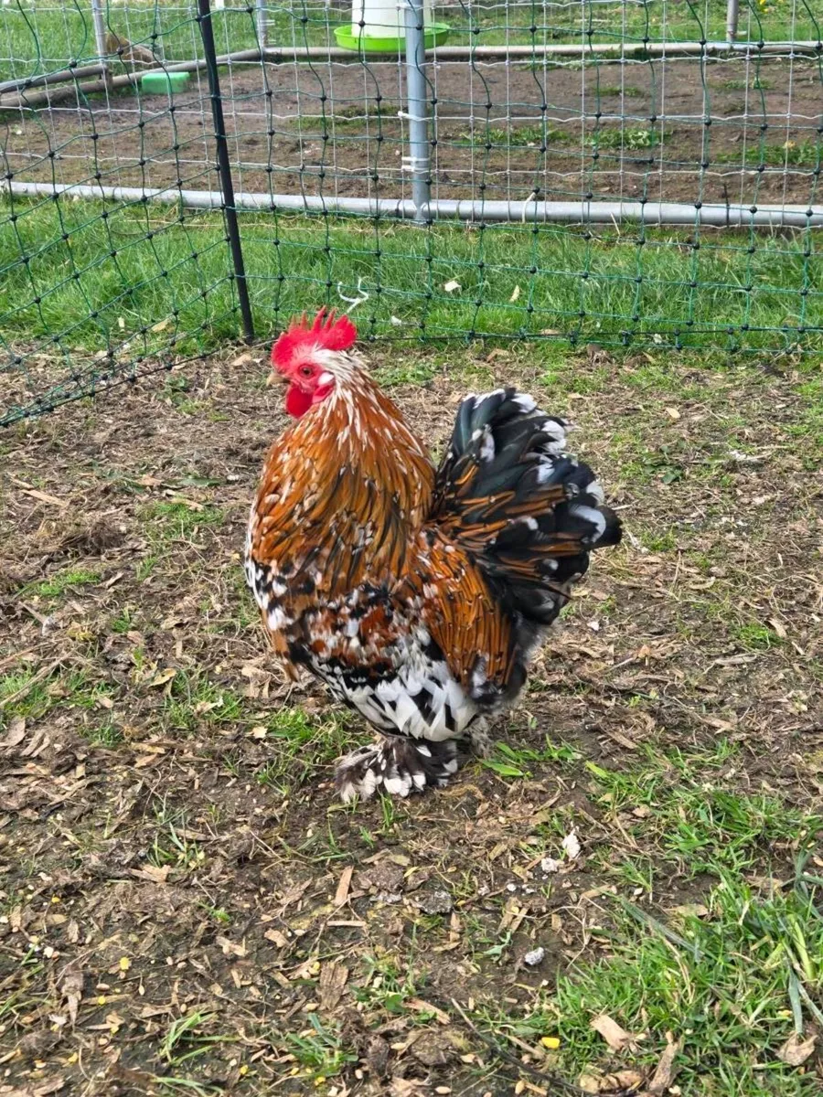 Pekin bantam fertile eggs, 3 week old Cockerells - Image 2