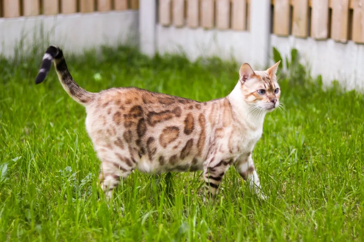 Bengal snow lynx Cat and tuxedo for adoption - Image 2
