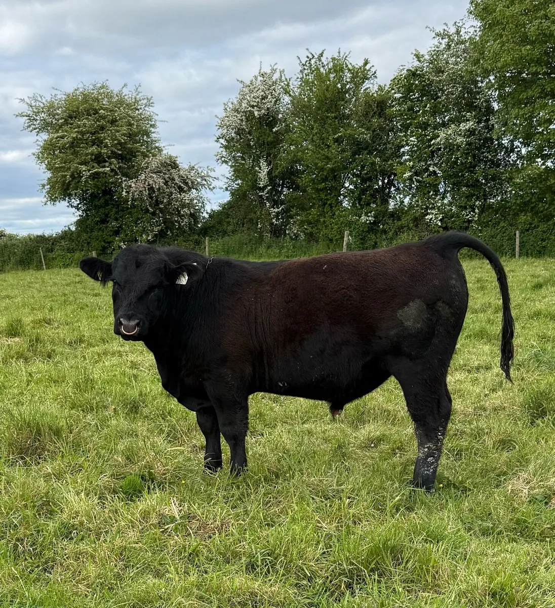 Angus Bull - Image 1