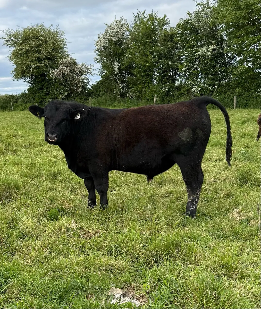 Angus Bull - Image 2