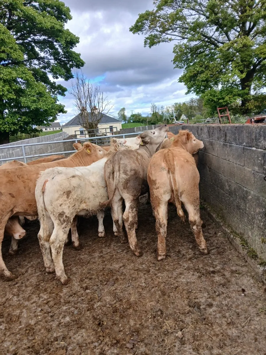 Heifers - Image 4