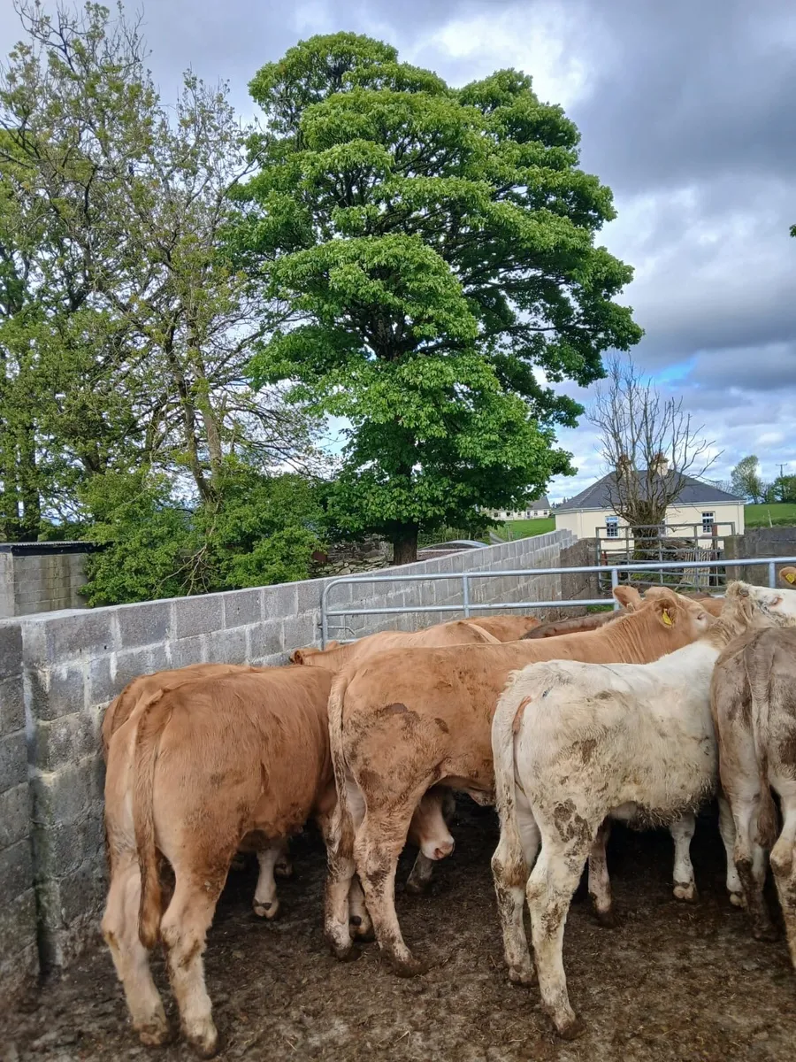 Heifers - Image 2