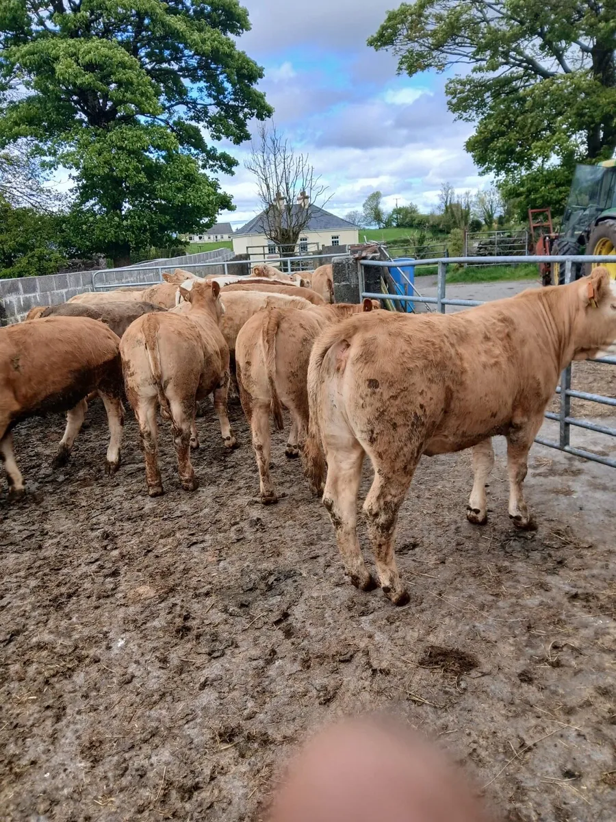 Heifers - Image 3