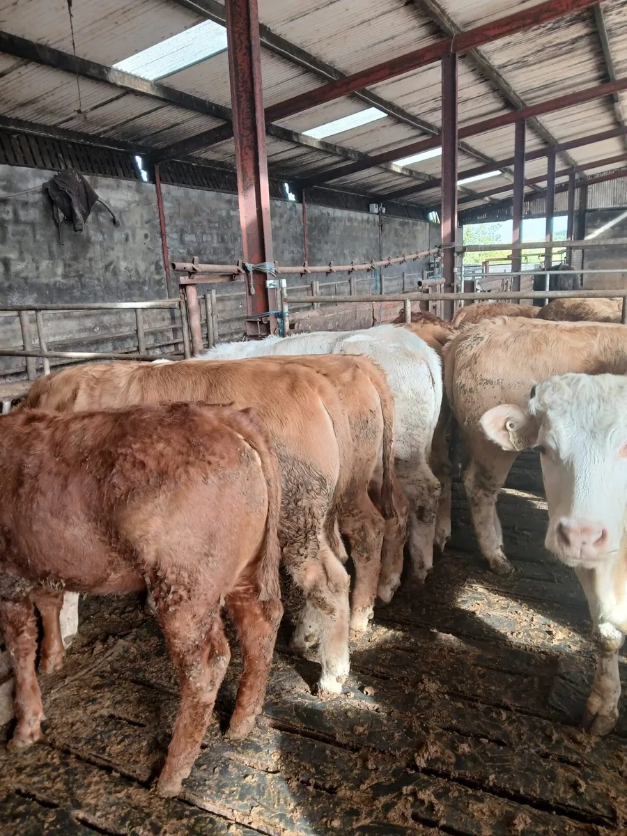 Heifers - Image 1