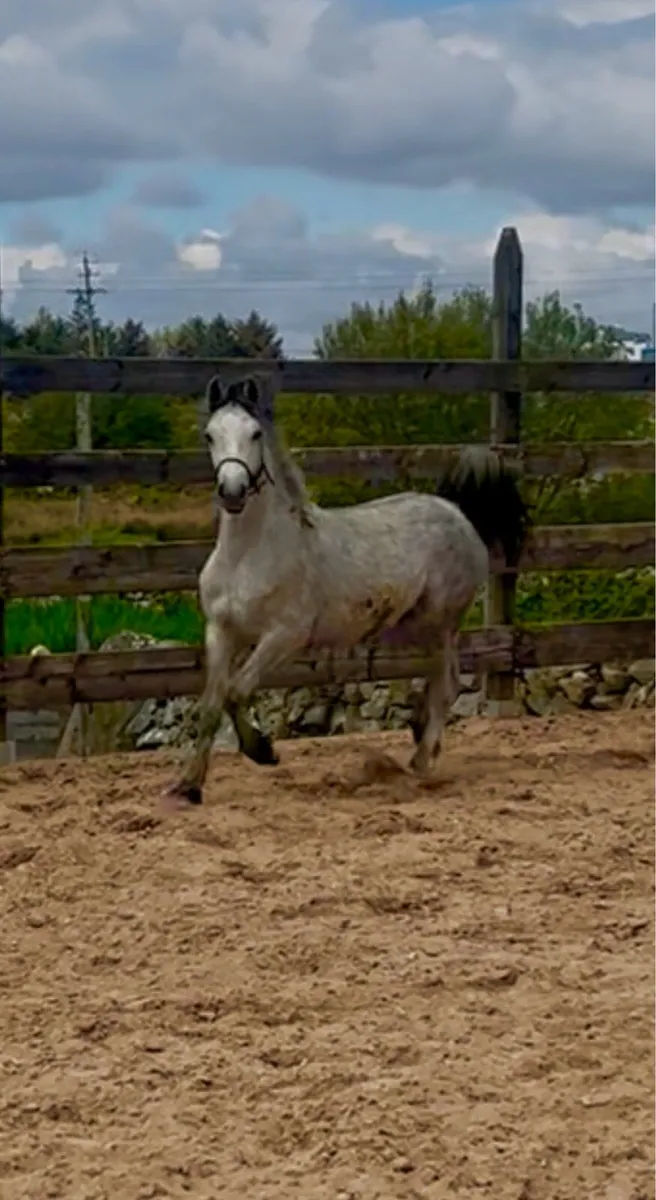 Yearling colt - Image 2