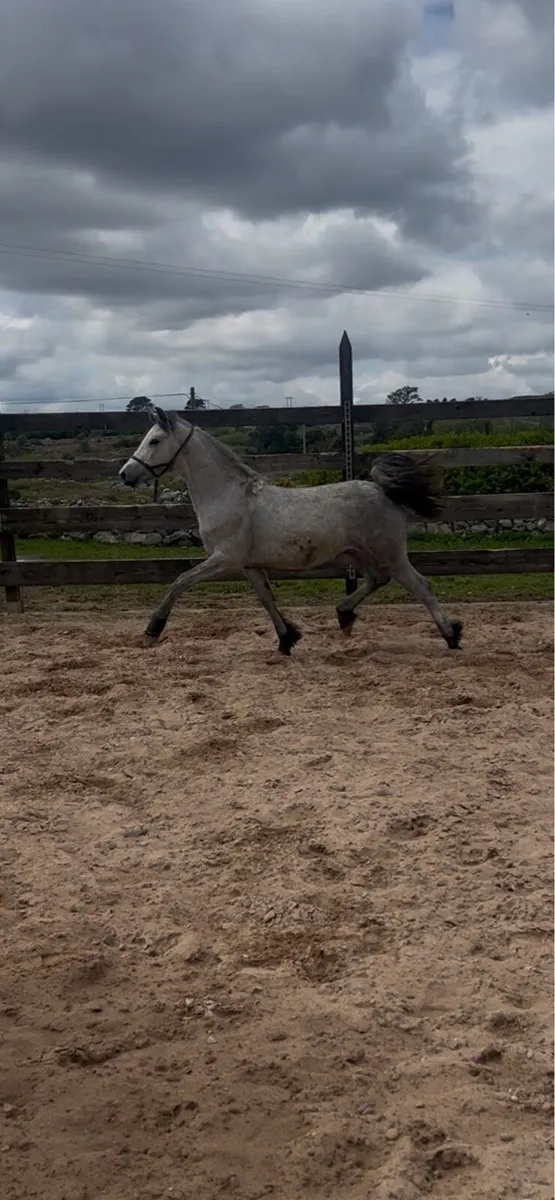 Yearling colt - Image 3