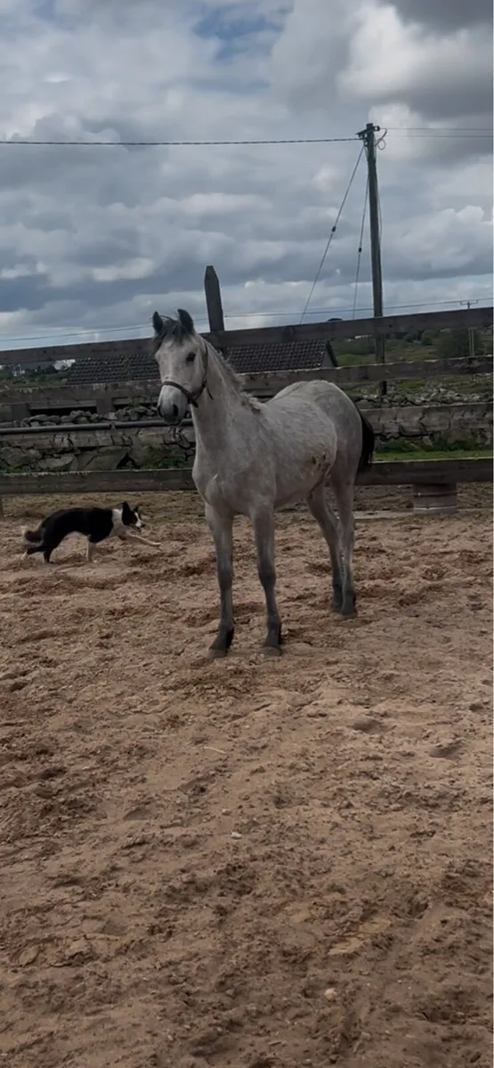 Yearling colt - Image 1