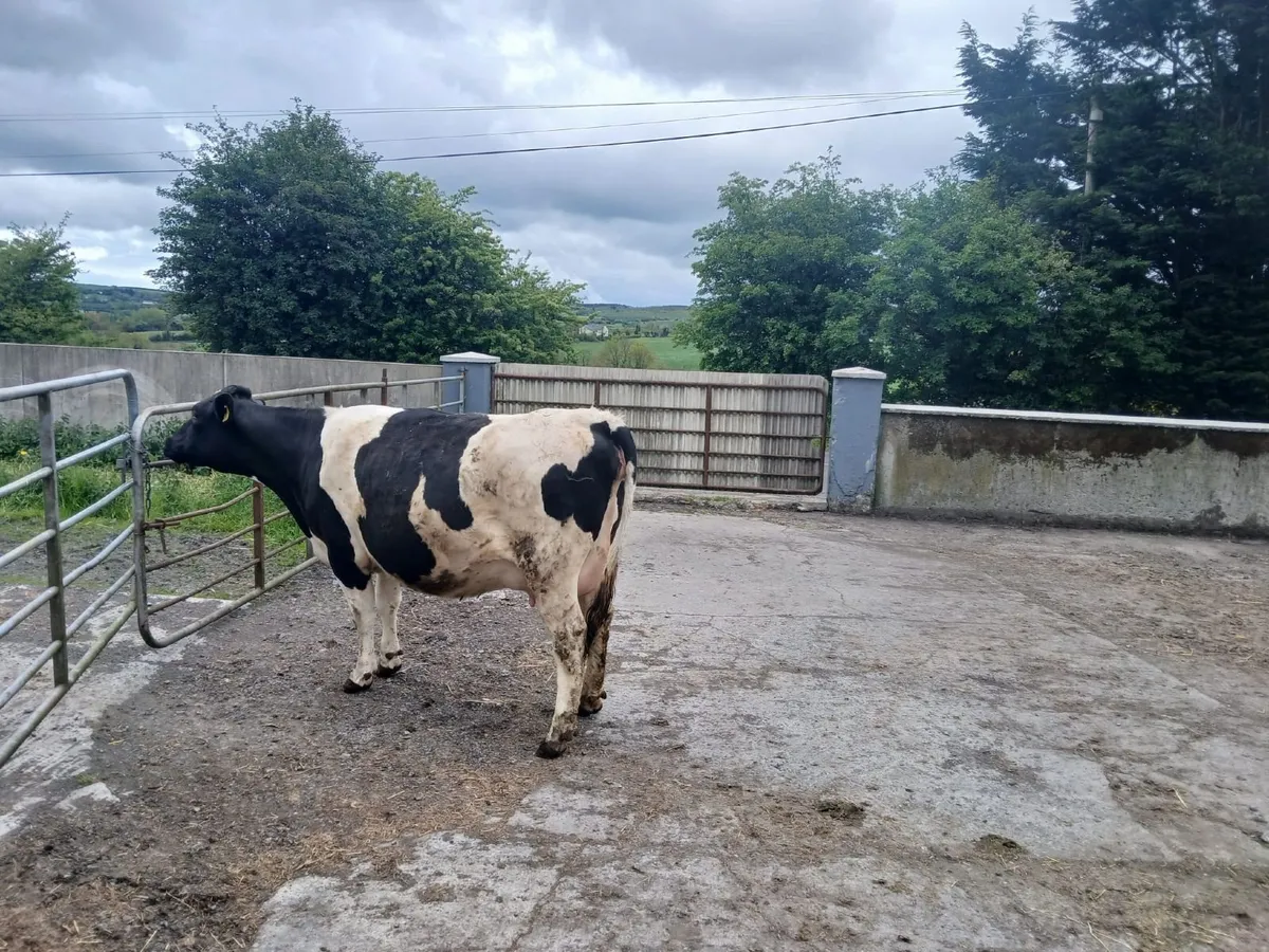 Fresian Heifer - Image 4
