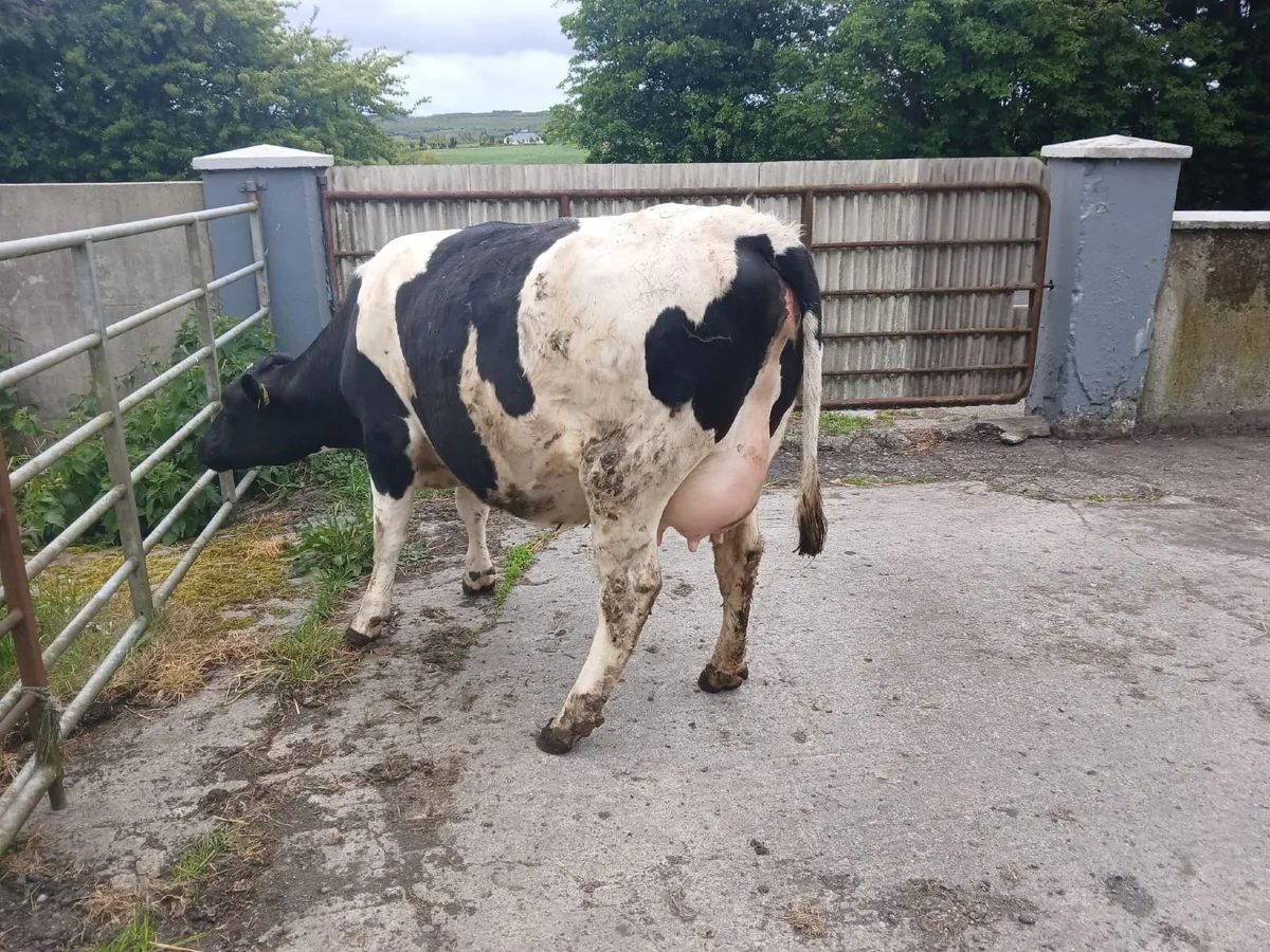 Fresian Heifer - Image 2