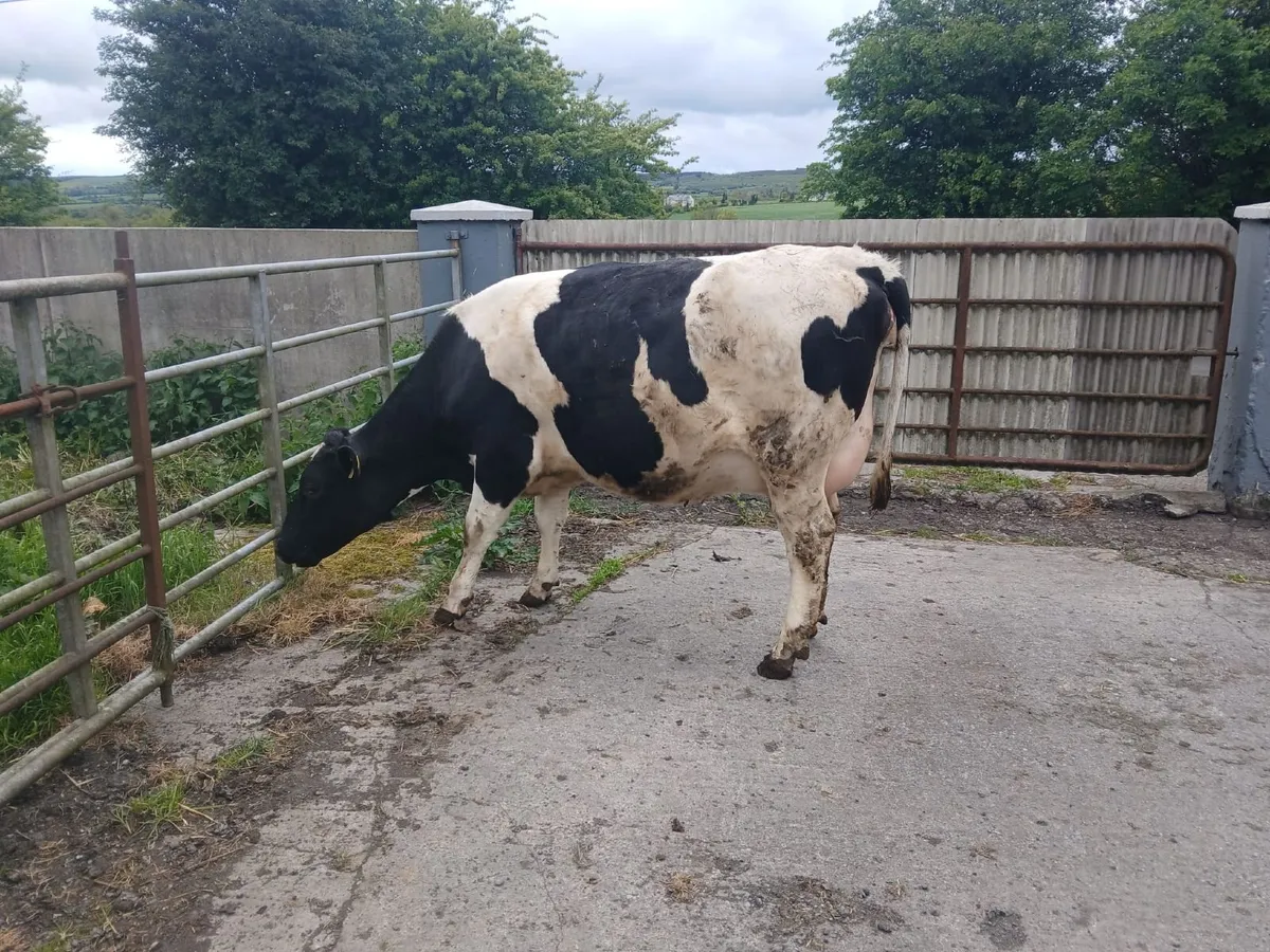 Fresian Heifer - Image 3
