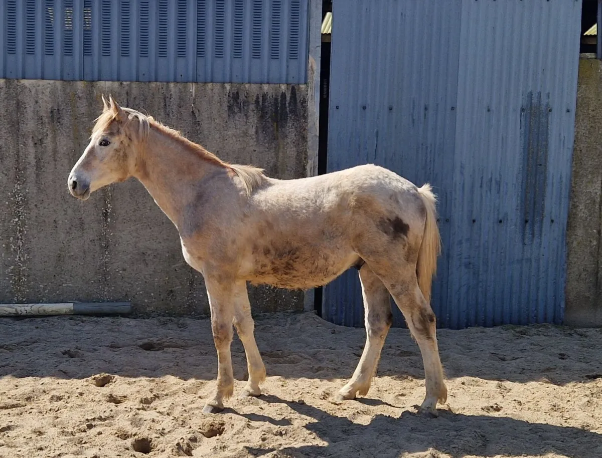 RID yearling colt - Image 1