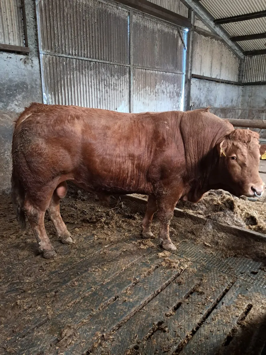 Limousin Pedigree Bull - Image 1