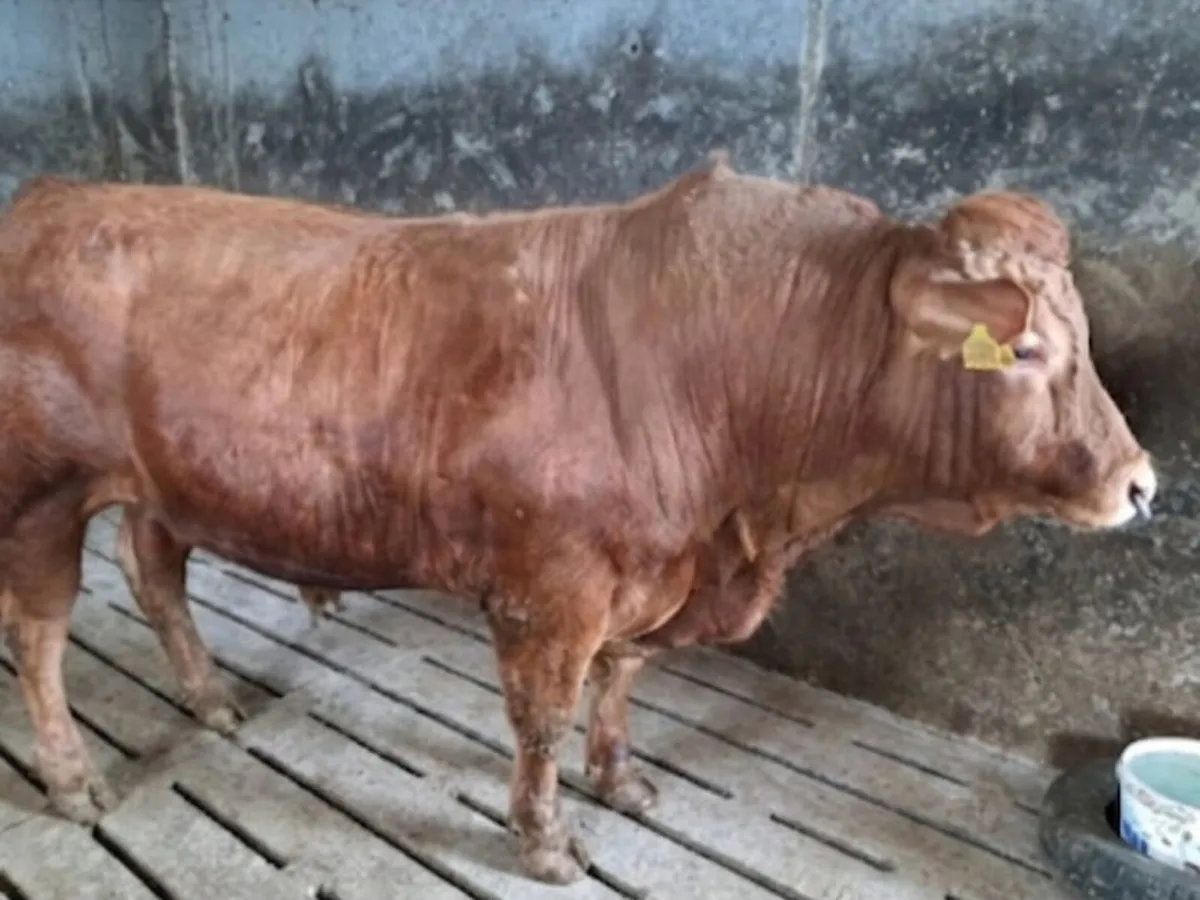 Limousin Pedigree Bull - Image 2