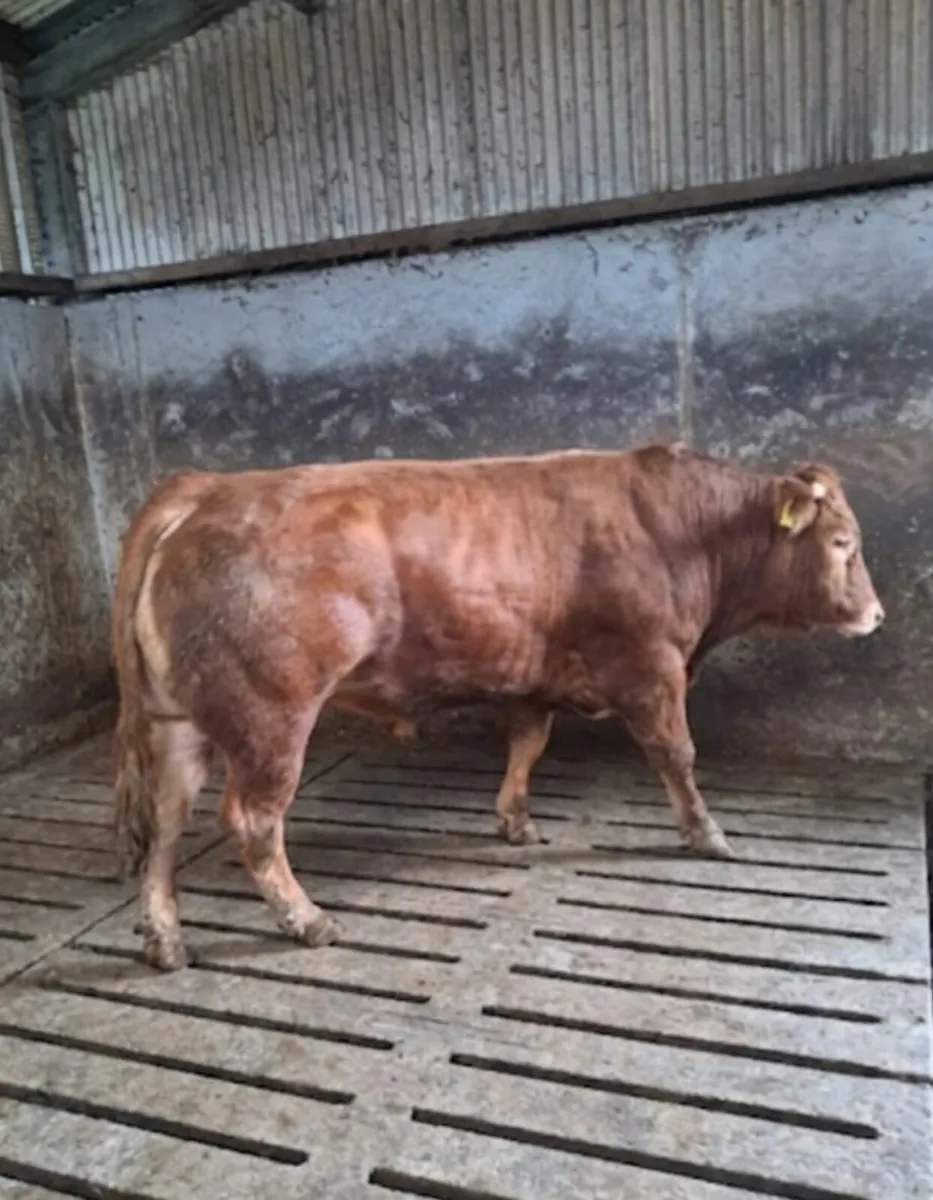 Limousin Pedigree Bull - Image 3