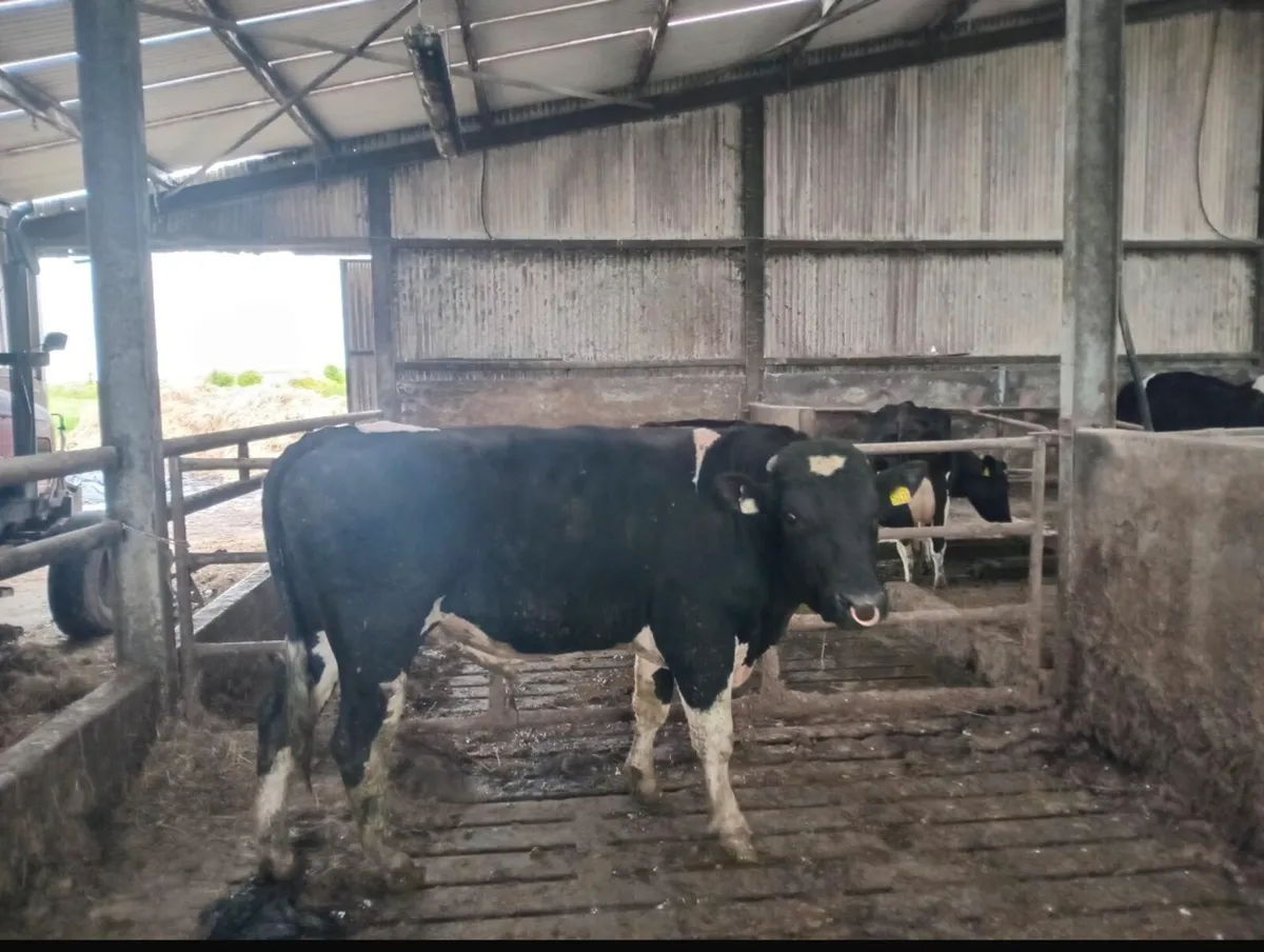 Pb friesan and Pb Hereford bull - Image 1