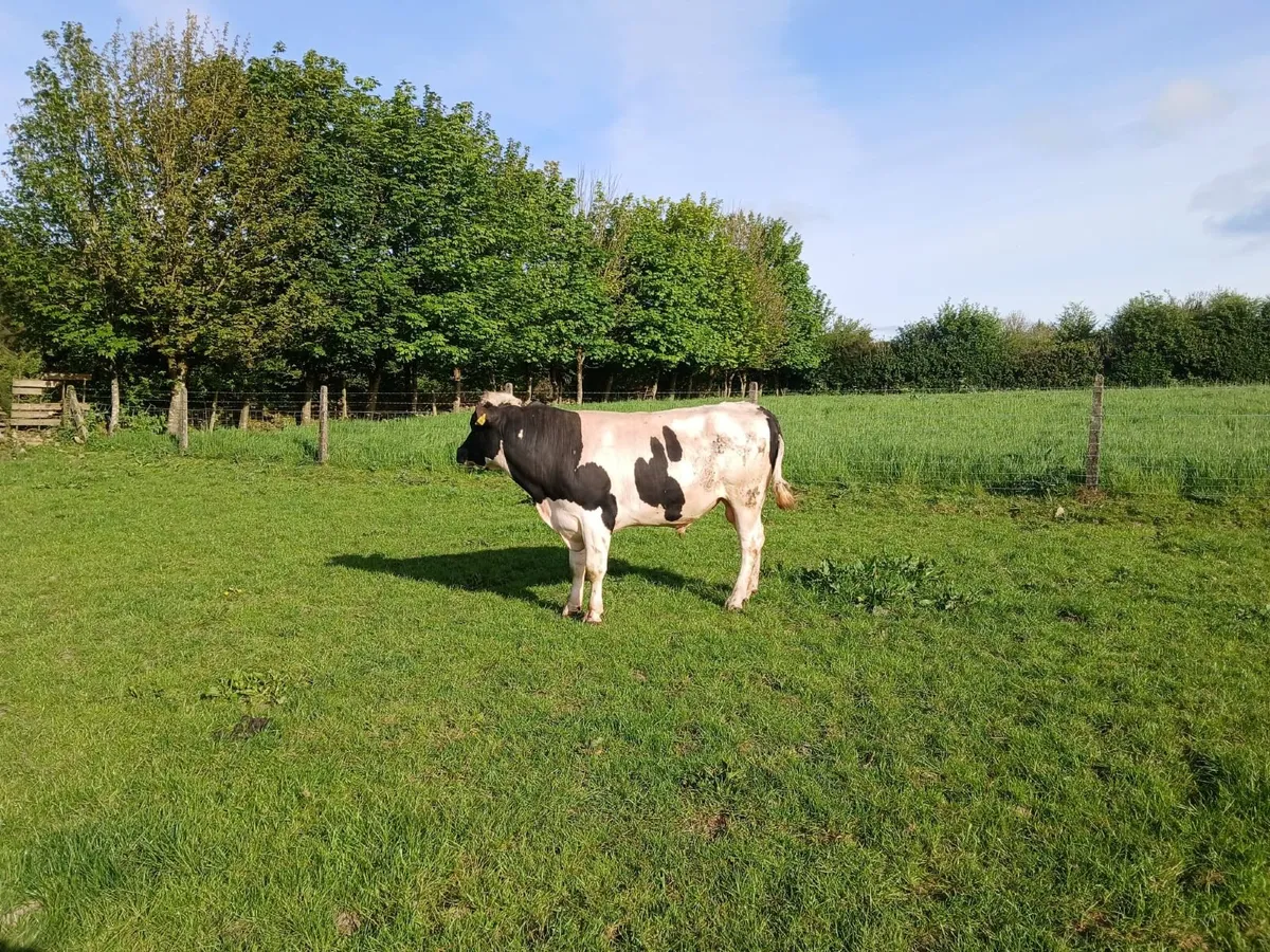 Pedigree British Fresian Bull - Image 2