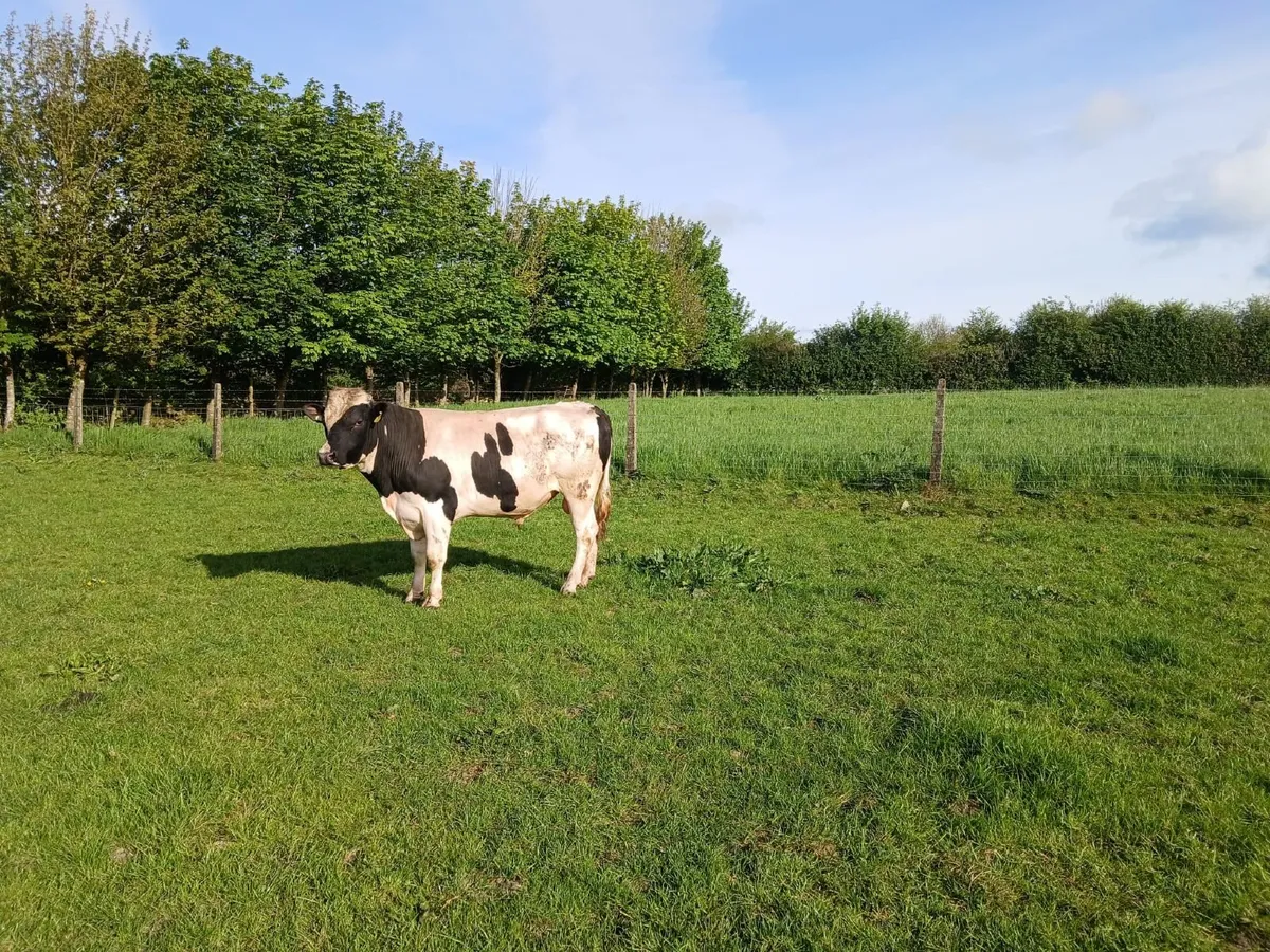 Pedigree British Fresian Bull - Image 1
