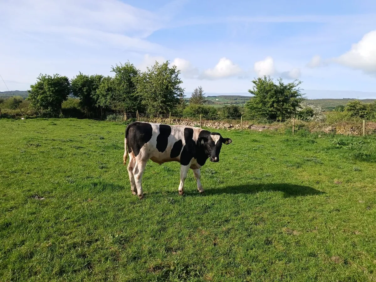 Pedigree British Fresian Bull - Image 3