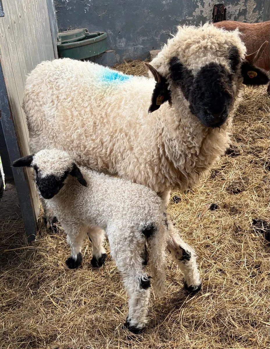 Valais blacknose sheep - Image 1