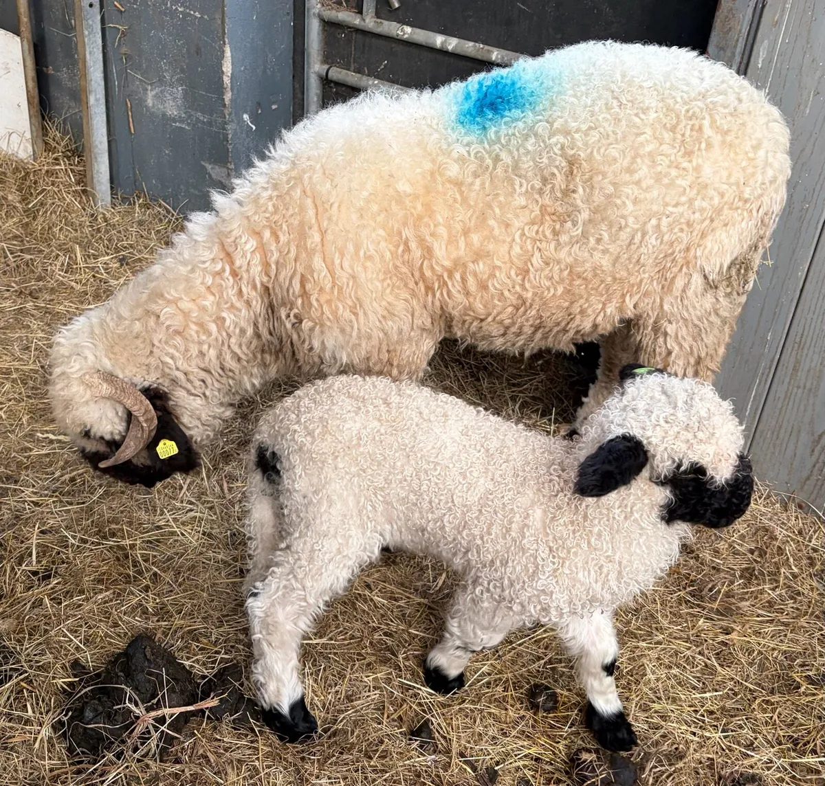 Valais Blacknose pedigree reg sheep - Image 1