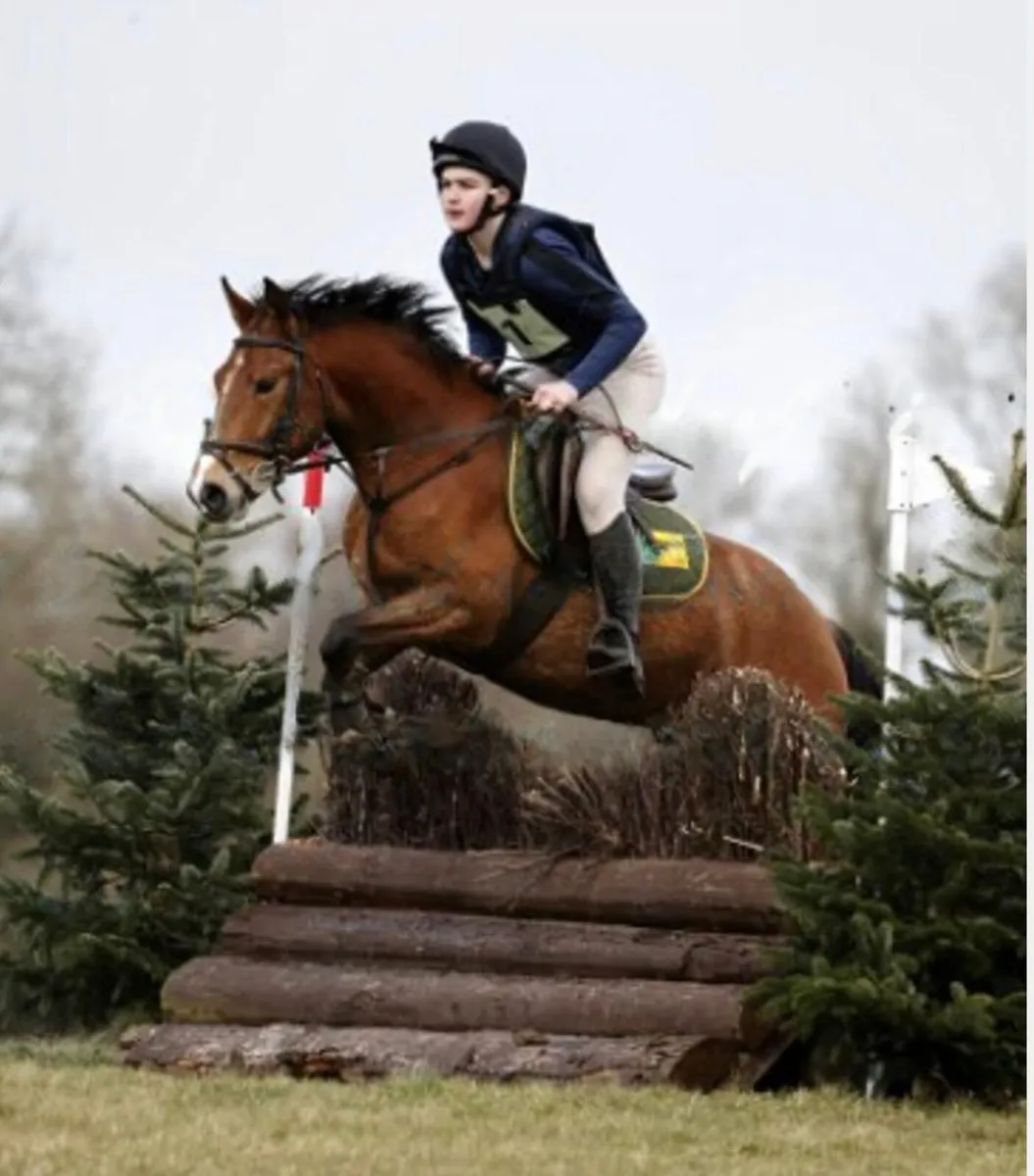 14.2 Beautiful Gelding - Image 1