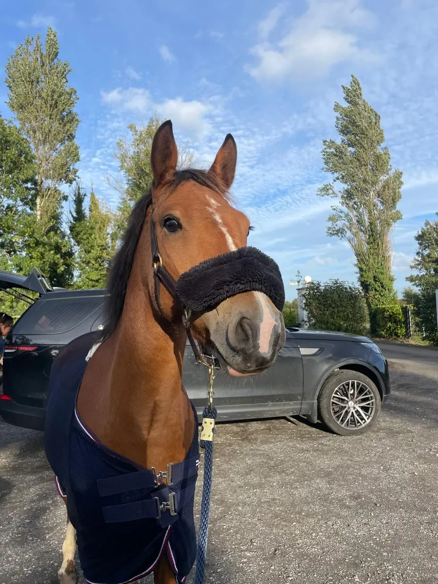 14.2 Beautiful Gelding - Image 2