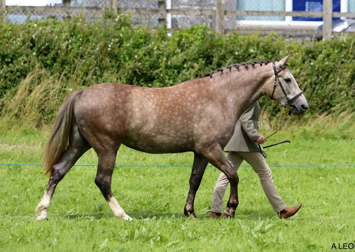 RID yearling colt - Image 3