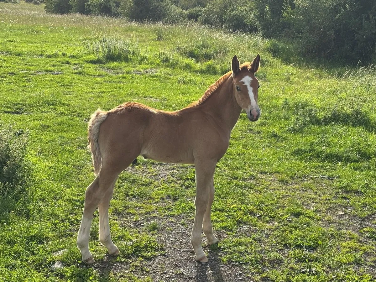 RID yearling colt - Image 4