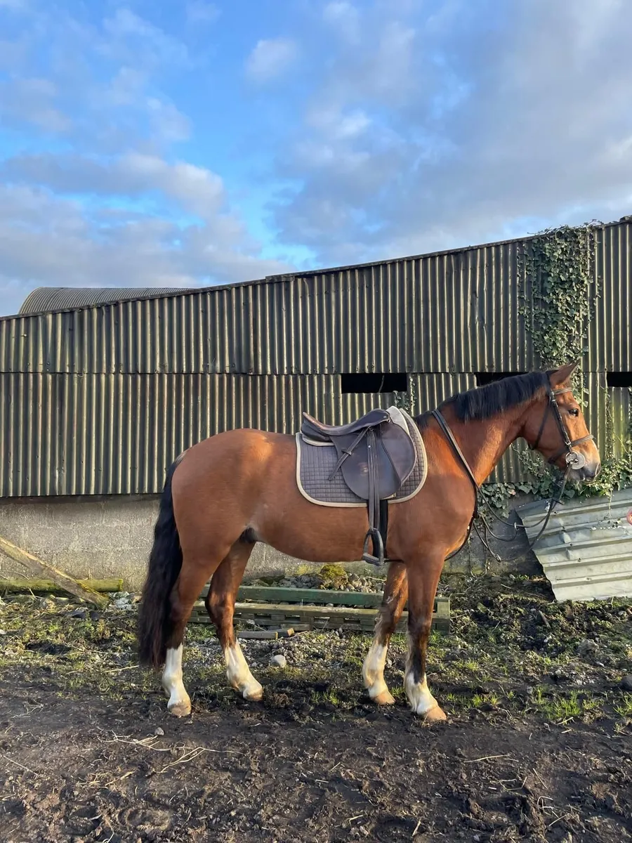 14.2 Beautiful Gelding - Image 3