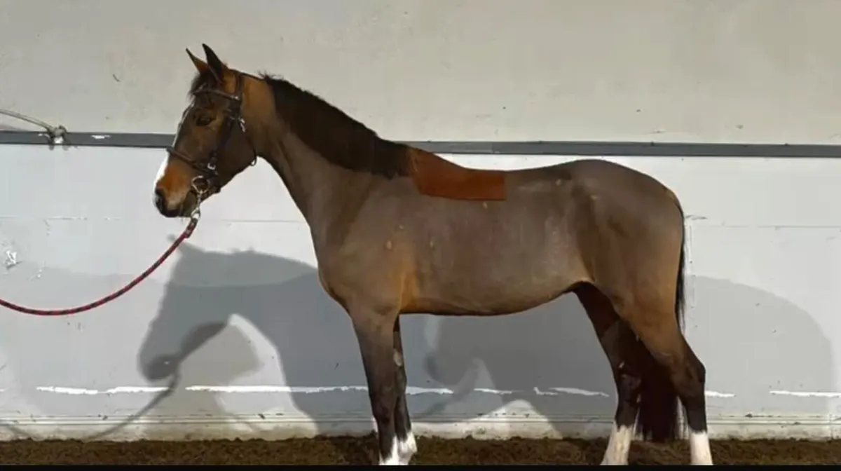14.2 Beautiful Gelding - Image 4