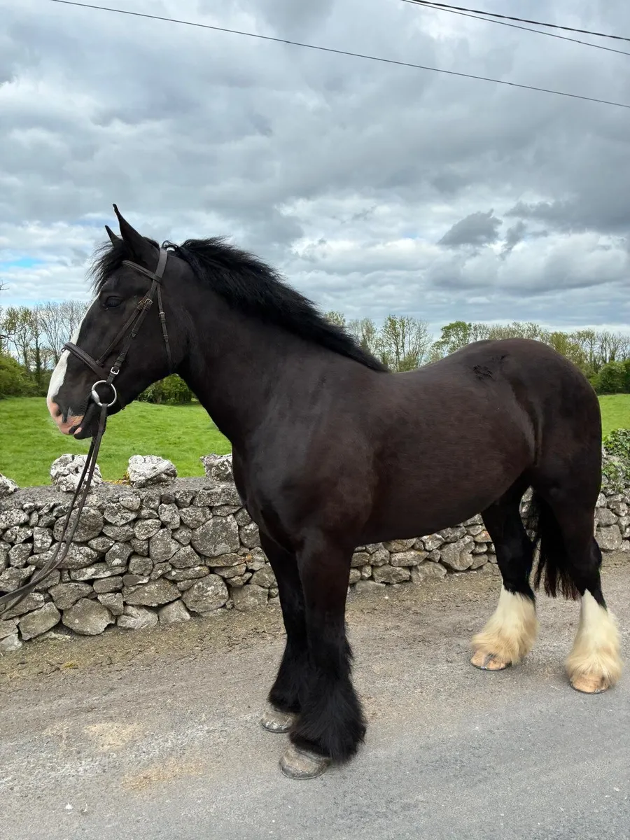 Super 15.2hh Black Cob - Image 3