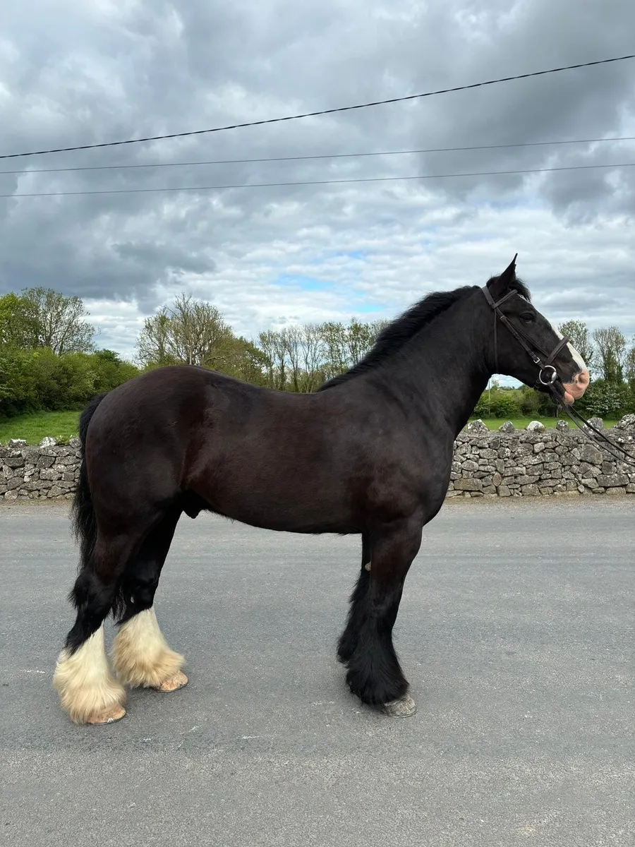 Super 15.2hh Black Cob - Image 4