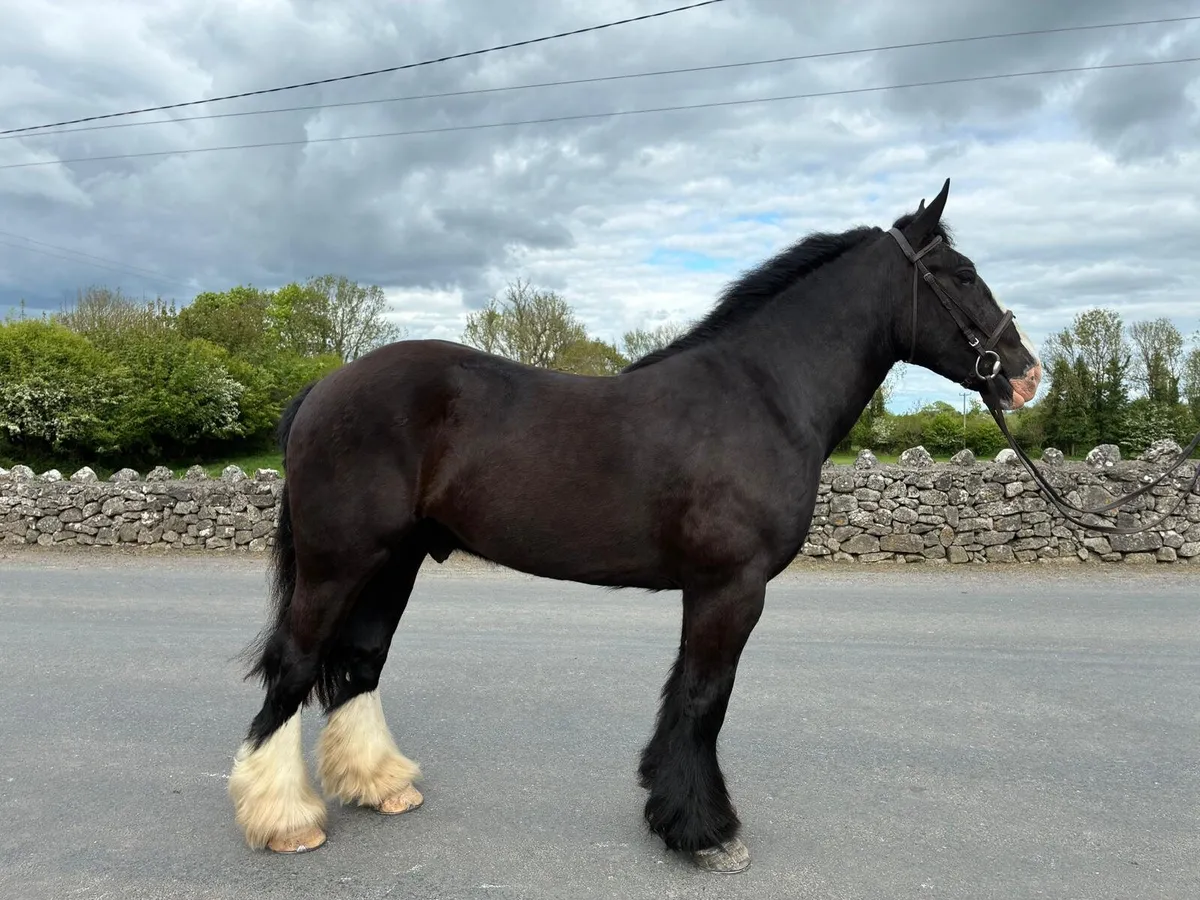 Super 15.2hh Black Cob - Image 1