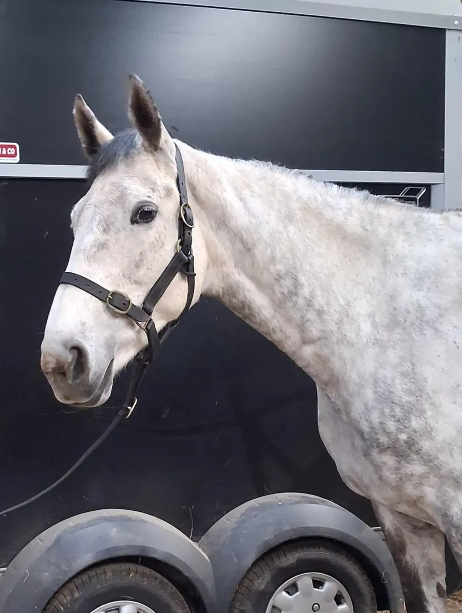 Mare 8yr old 16.1hh unbroken - Image 1