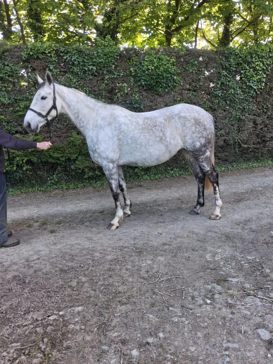 Mare 8yr old 16.1hh unbroken - Image 2