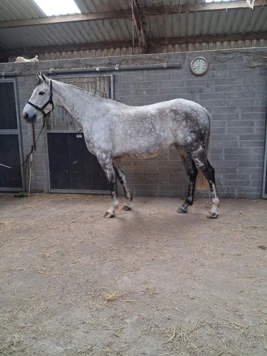 Mare 8yr old 16.1hh unbroken - Image 3