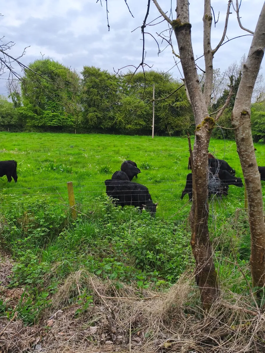 Dexter cattle - Image 1