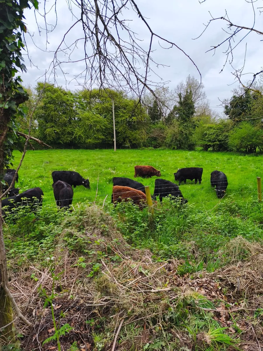Dexter cattle - Image 2