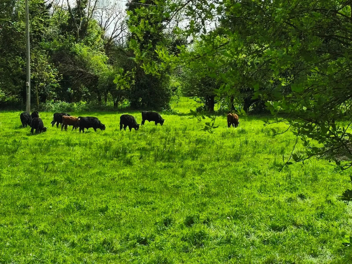 Dexter cattle - Image 3
