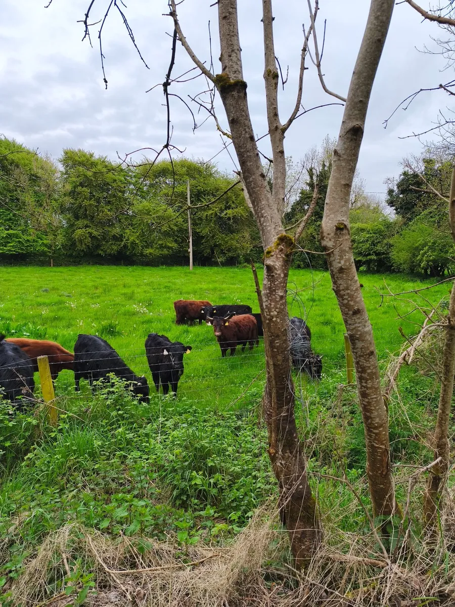 Dexter cattle - Image 4